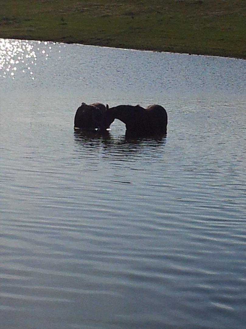 Oldenborg Stjerne af Mosen *SOLGT* billede 19