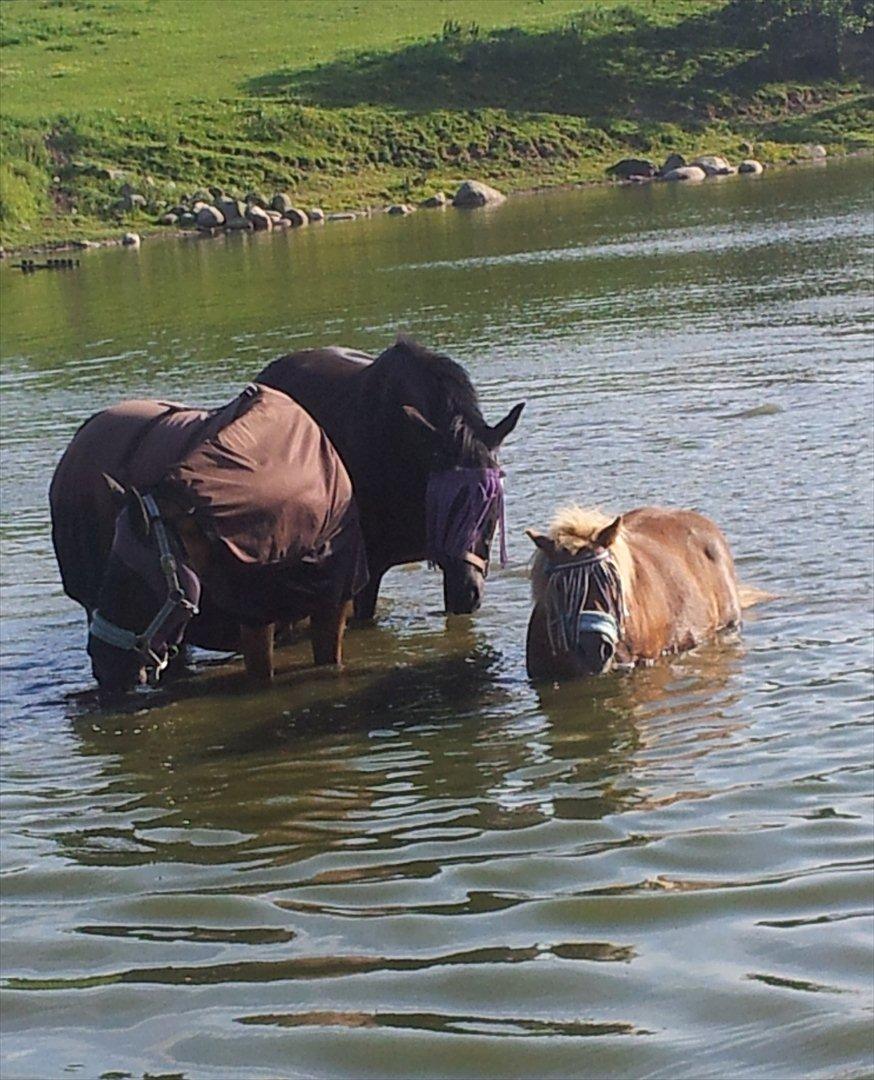 Oldenborg Stjerne af Mosen *SOLGT* billede 20