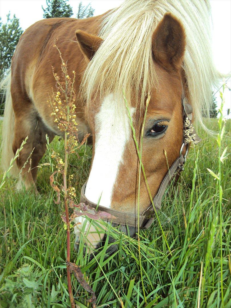 Shetlænder Silas billede 1