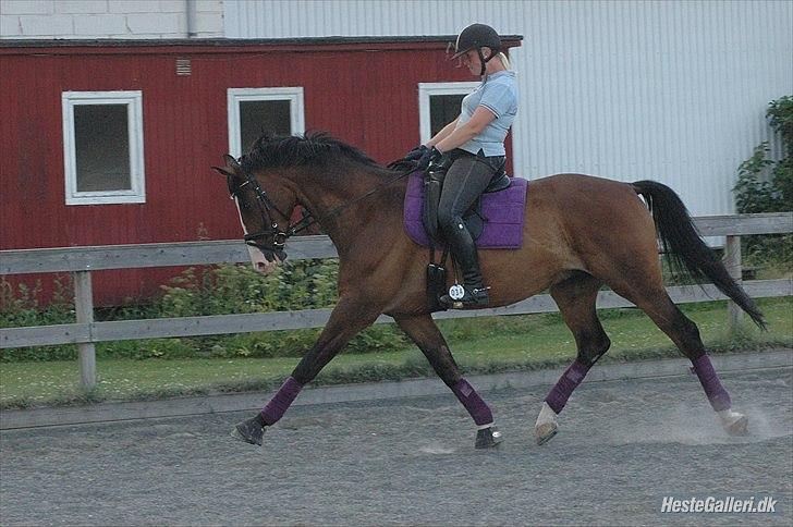 Trakehner High Skye *STJERNE* <3 R.I.P 25/03/2013 - du er intet mindre end en stjerne<3 billede 7