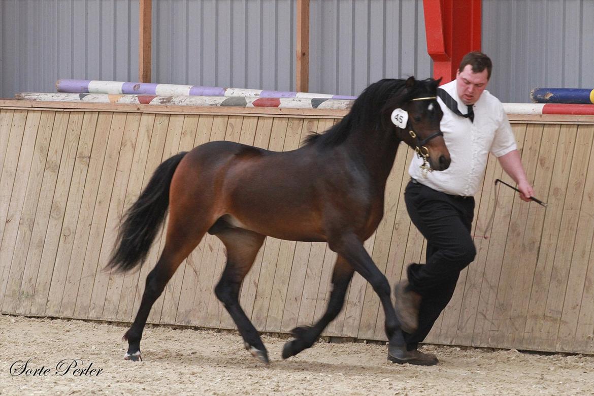 Welsh Pony (sec B) Barnhoeve's Beau (Bøv) billede 17
