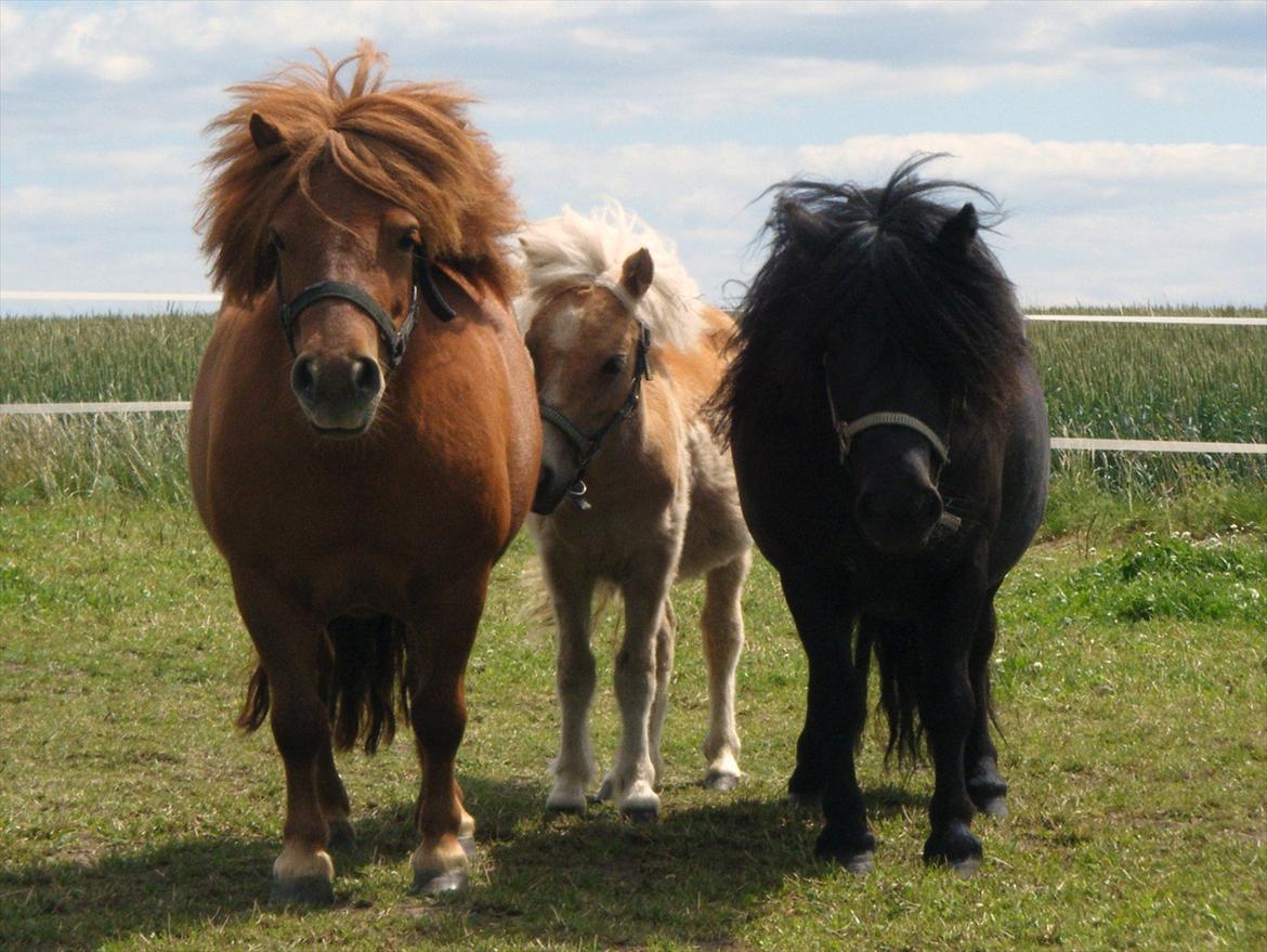 Shetlænder Lucky Light - Hygge med Regina og Gabbi billede 9