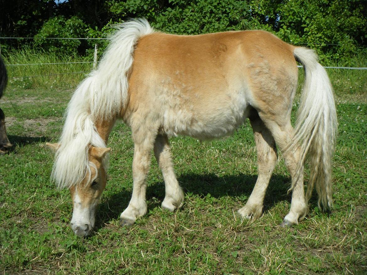 Shetlænder Lucky Light billede 10