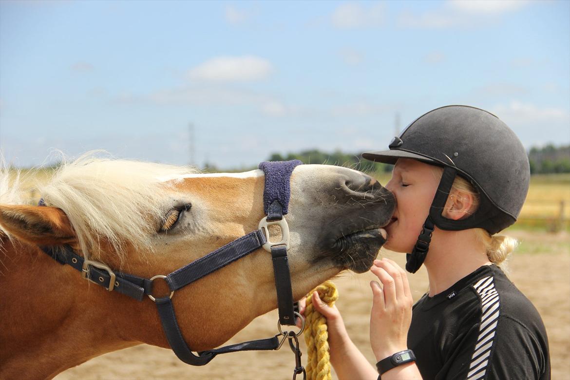 Haflinger Kong Fu - juli 2011 billede 19