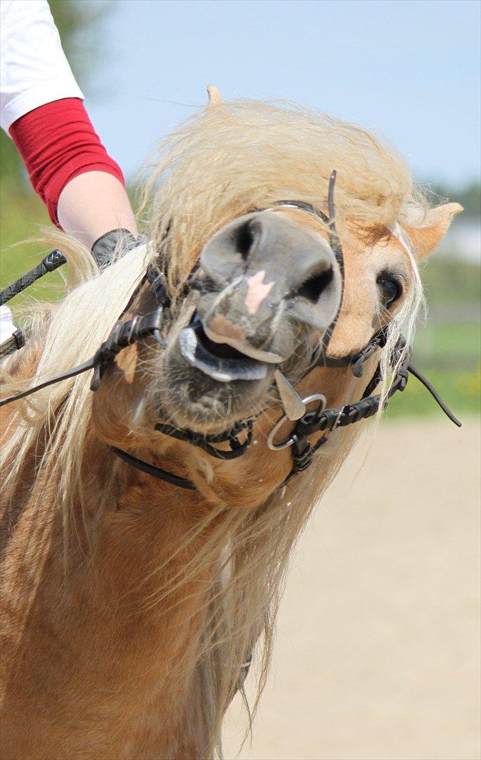 Haflinger Werdi Wican *SOLGT* billede 1