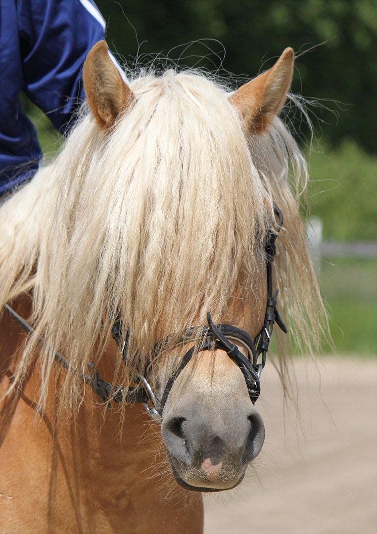 Haflinger Werdi Wican *SOLGT* billede 2