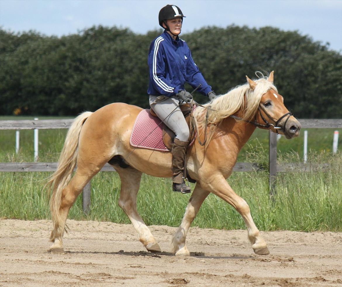 Haflinger Werdi Wican *SOLGT* billede 3