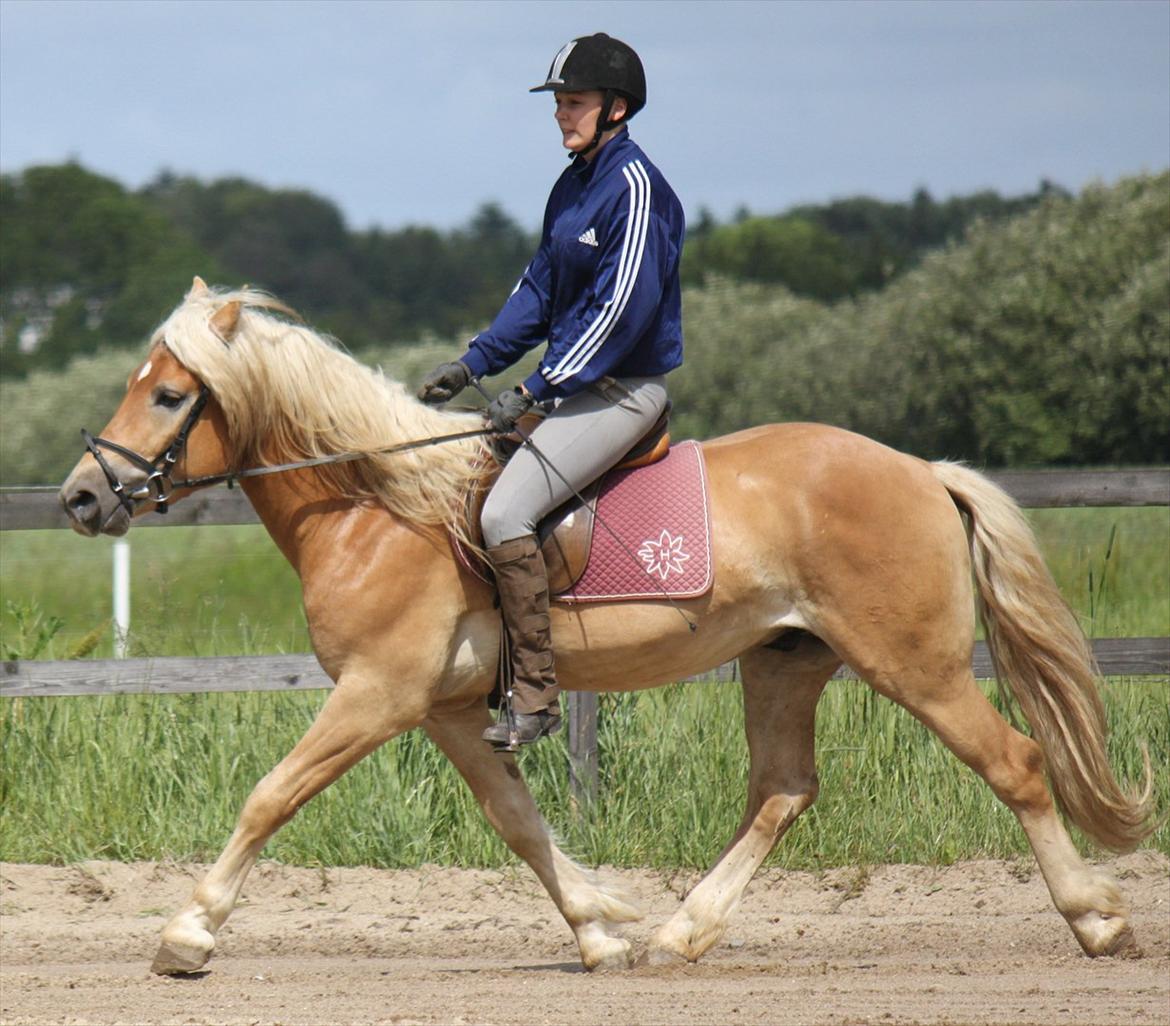 Haflinger Werdi Wican *SOLGT* billede 4
