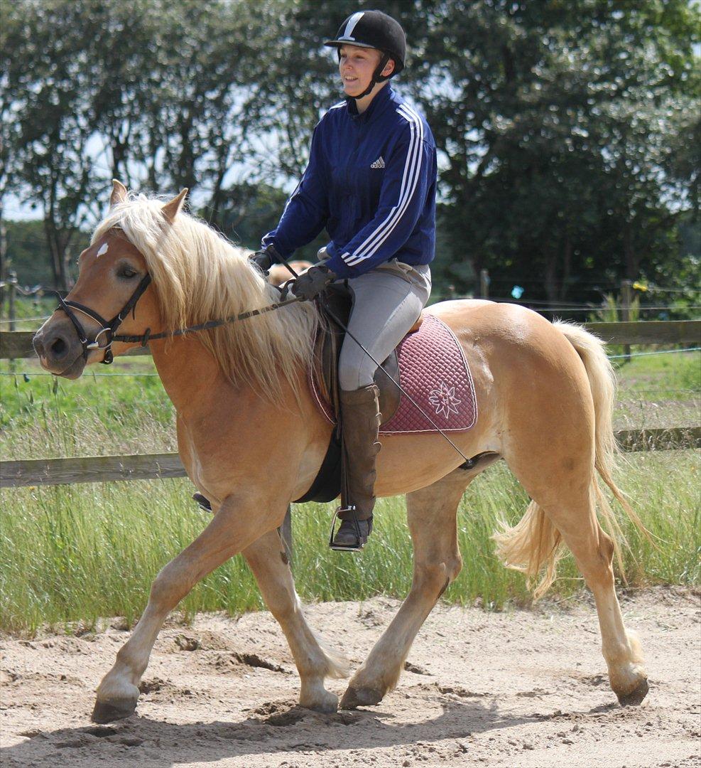 Haflinger Werdi Wican *SOLGT* billede 5