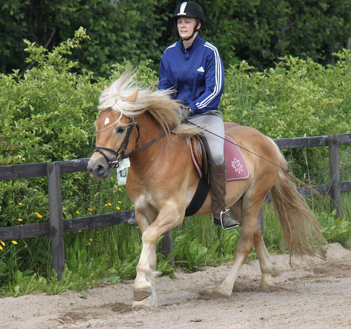 Haflinger Werdi Wican *SOLGT* billede 6