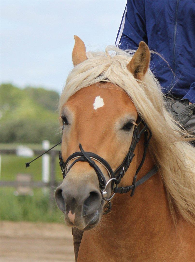 Haflinger Werdi Wican *SOLGT* billede 7