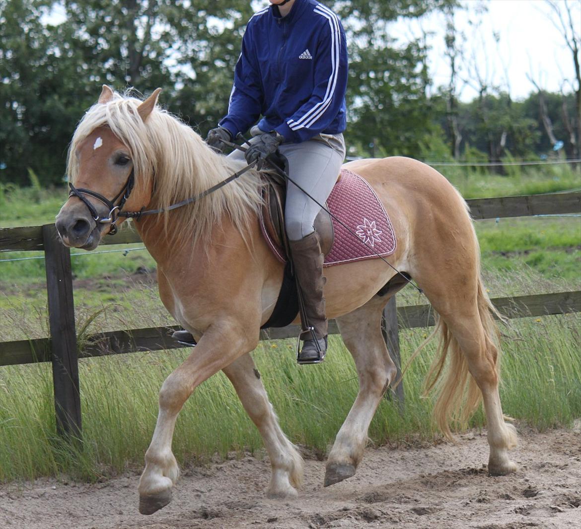 Haflinger Werdi Wican *SOLGT* billede 8