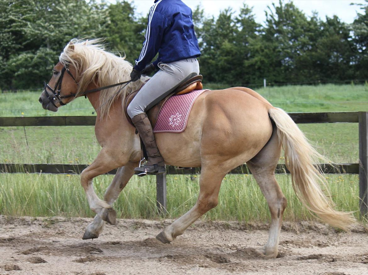 Haflinger Werdi Wican *SOLGT* billede 9
