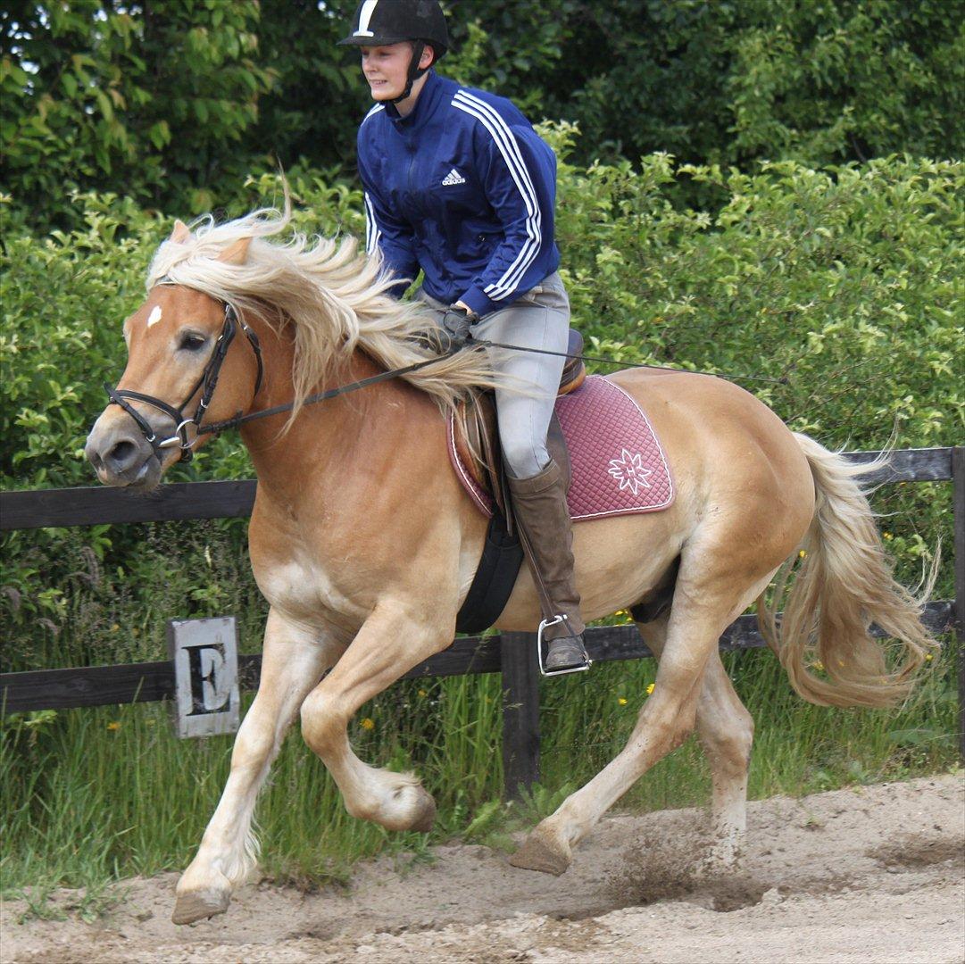 Haflinger Werdi Wican *SOLGT* billede 10