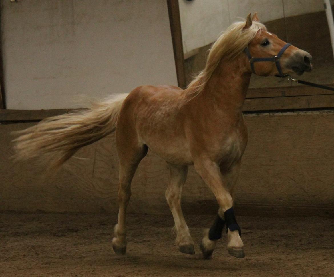 Haflinger Werdi Wican *SOLGT* - Lækker hest i spejlet!!  billede 11