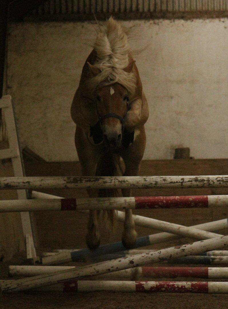 Haflinger Werdi Wican *SOLGT* billede 12