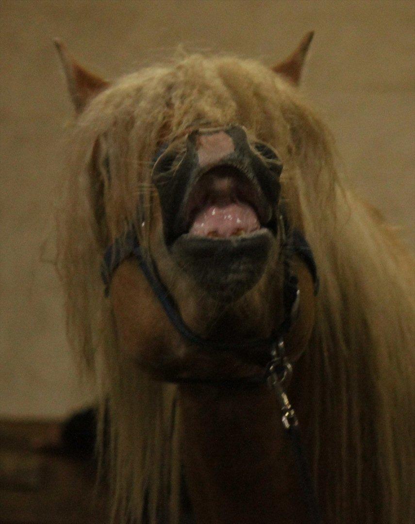 Haflinger Werdi Wican *SOLGT* billede 13