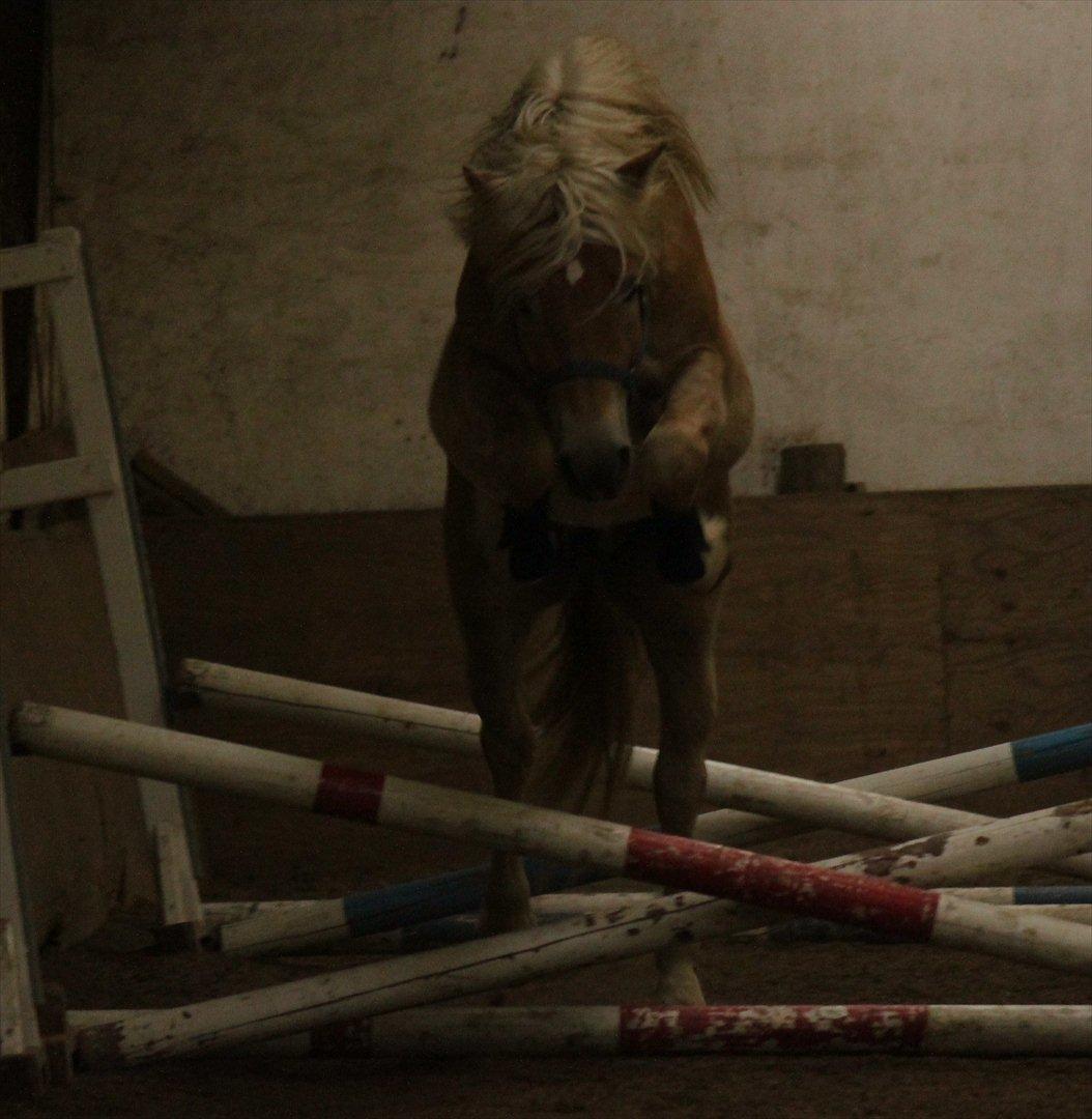 Haflinger Werdi Wican *SOLGT* billede 14