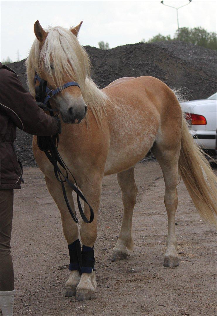 Haflinger Werdi Wican *SOLGT* - På Møllen til løsspring. billede 15