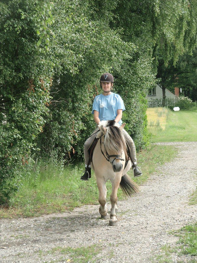 Fjordhest TOT billede 3