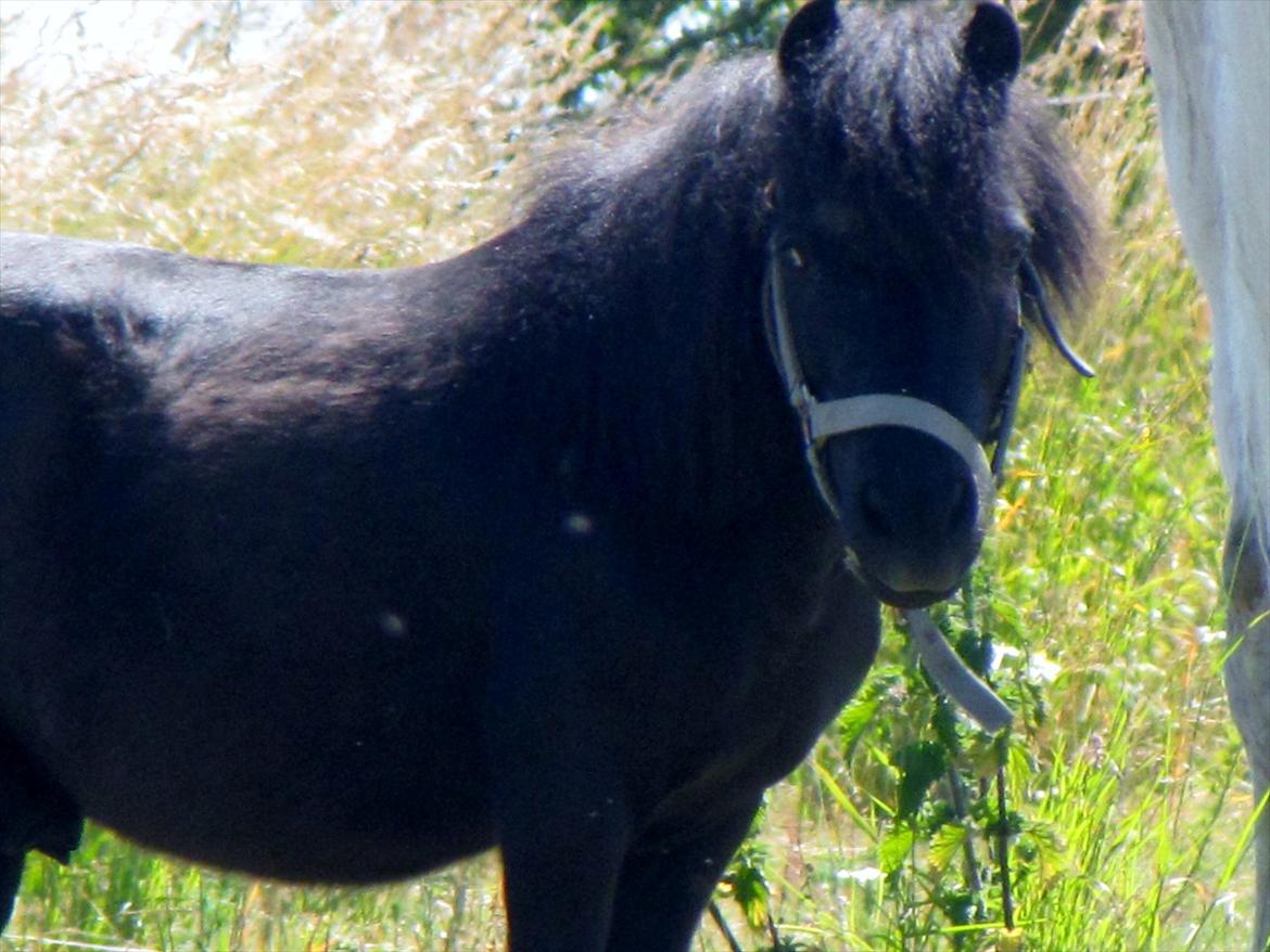 Shetlænder Oliver billede 7