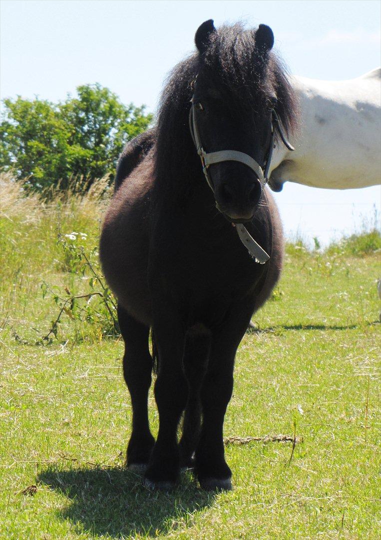 Shetlænder Oliver billede 9