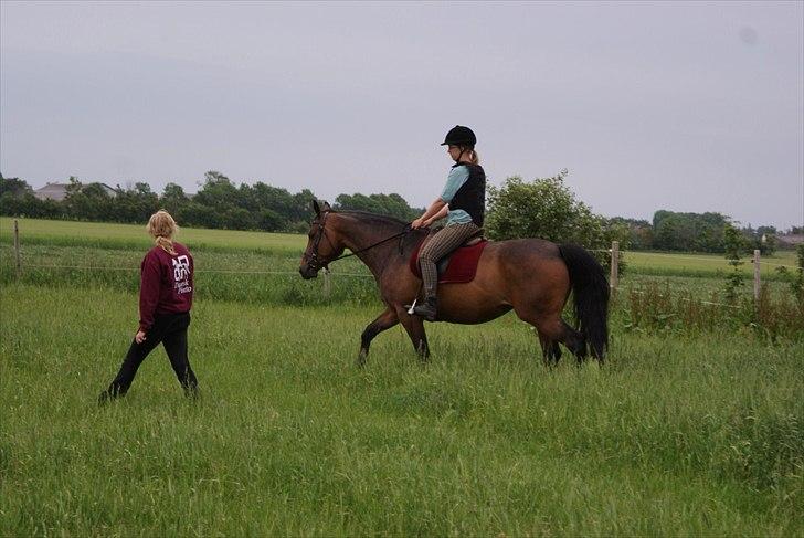 Anden særlig race The Royal Angel - Første gang på ryggen af damen i 2011. Og red kun få gange i 2010. *Juni 2011* hun var bare en engel <3 billede 19