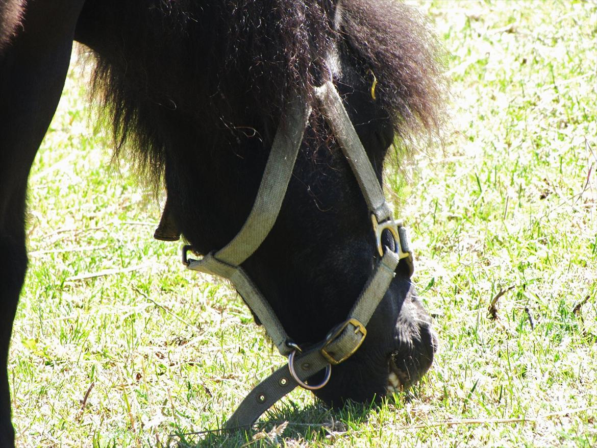 Shetlænder Oliver billede 10