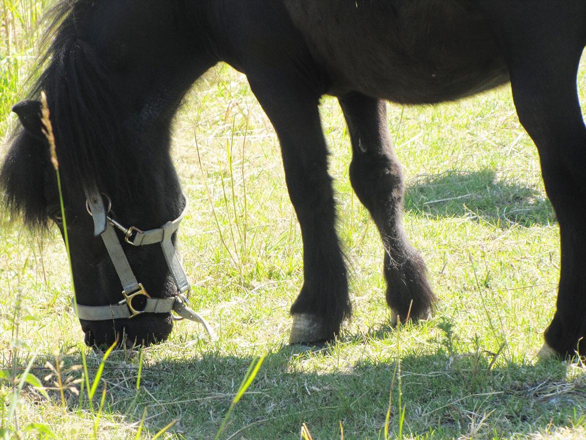Shetlænder Oliver billede 11