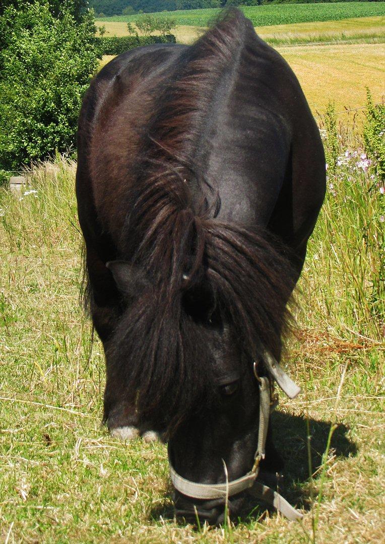 Shetlænder Oliver billede 12