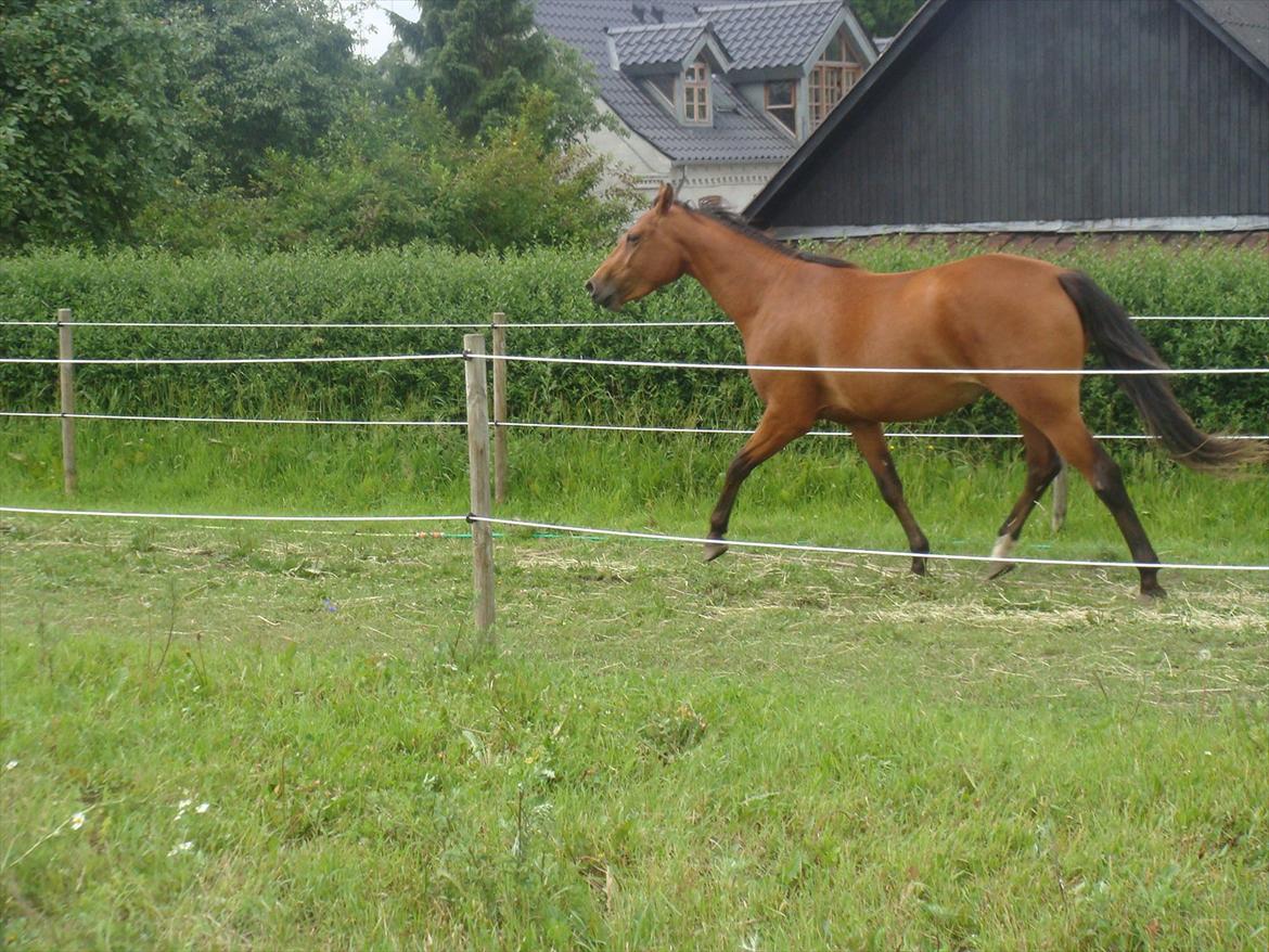 Dansk Varmblod Vida Linda - 2010 billede 13