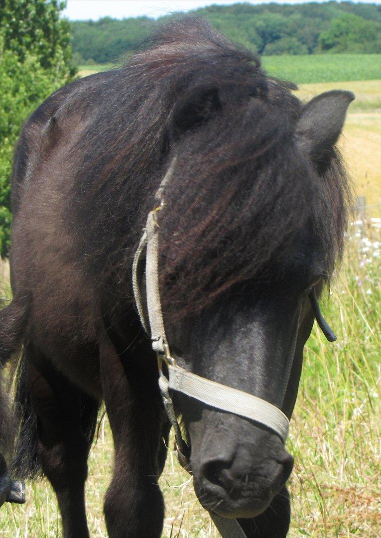 Shetlænder Oliver billede 13