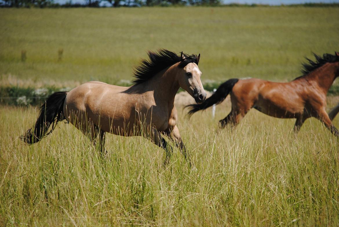 Welsh Pony af Cob-type (sec C) Fanny af Sønderbo billede 1