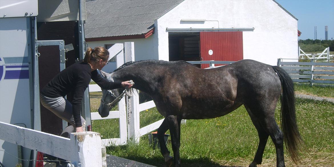 DSP Målunds Maritza billede 6