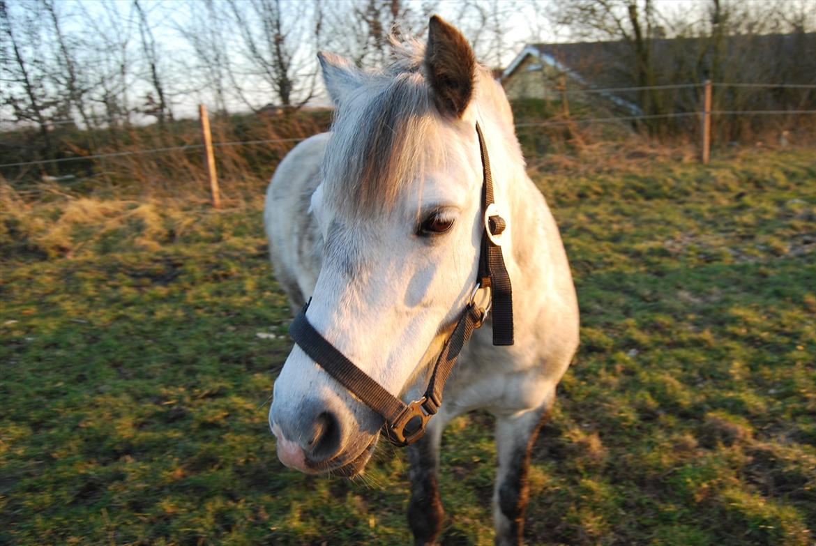 Welsh Pony af Cob-type (sec C) Musen - Ude på folden :D billede 10