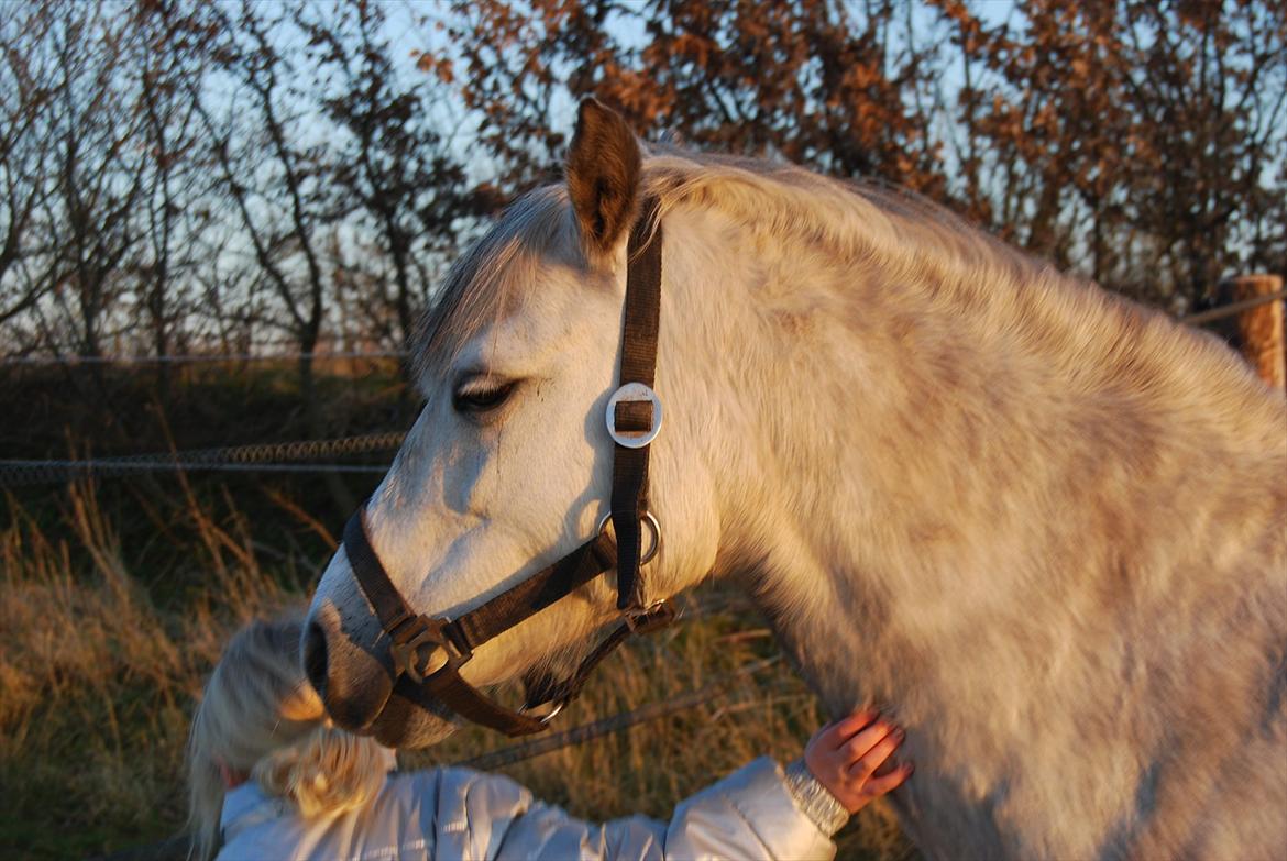 Welsh Pony af Cob-type (sec C) Musen - Mig og Musen hygger ;)
 billede 11