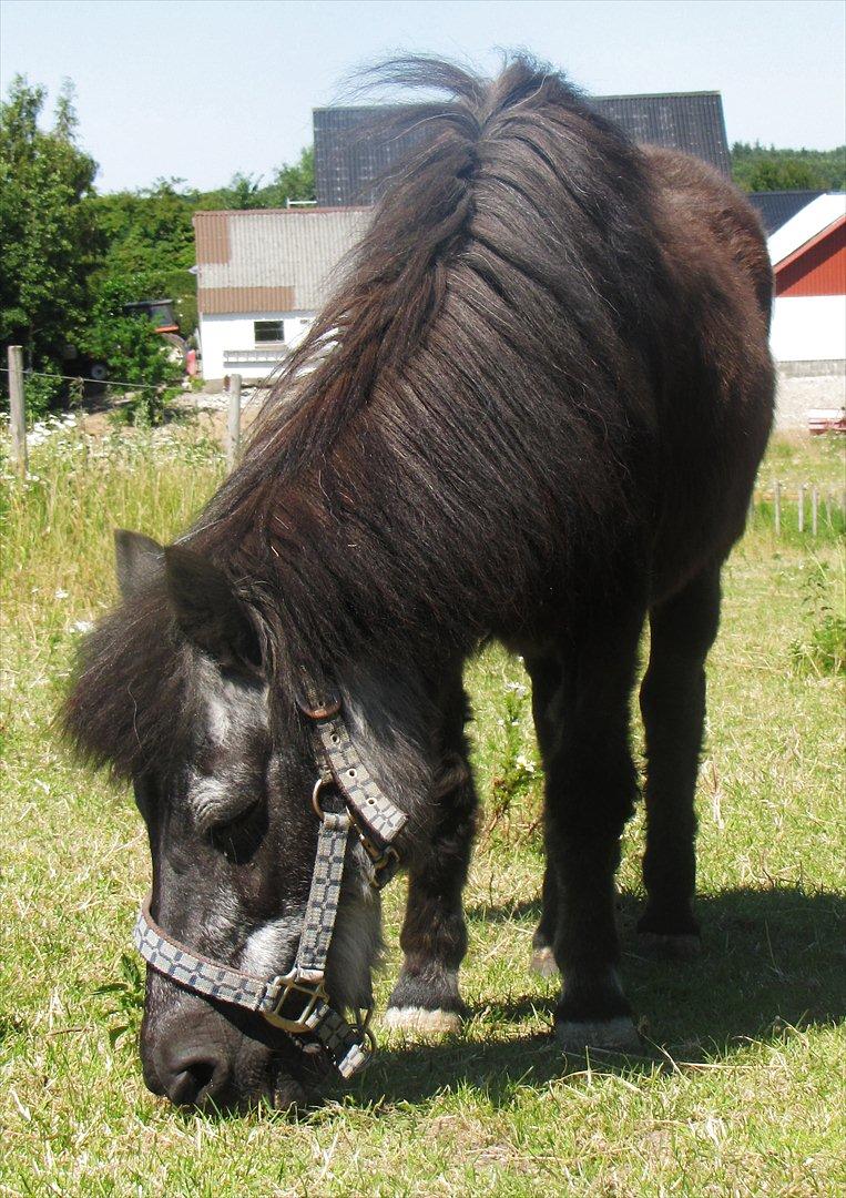 Shetlænder Tulle billede 1