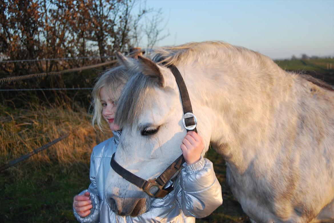 Welsh Pony af Cob-type (sec C) Musen - Vi hygger igen <3 billede 13