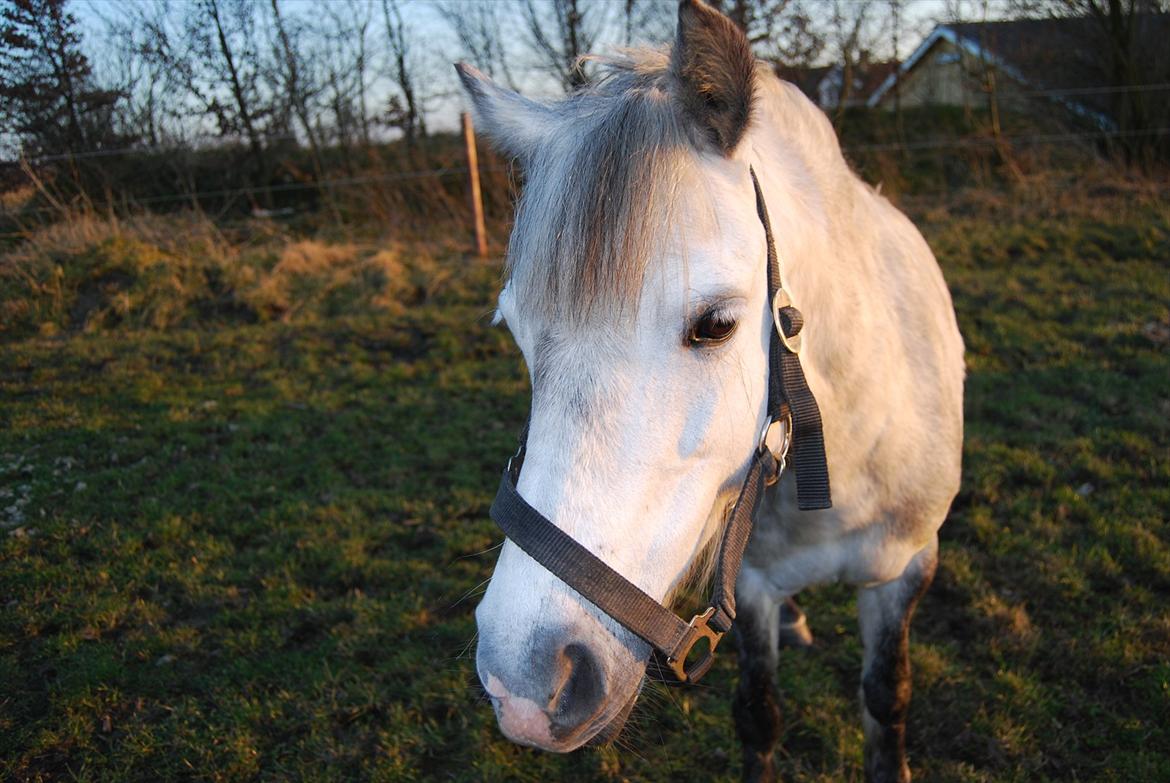 Welsh Pony af Cob-type (sec C) Musen - Musen =) billede 14