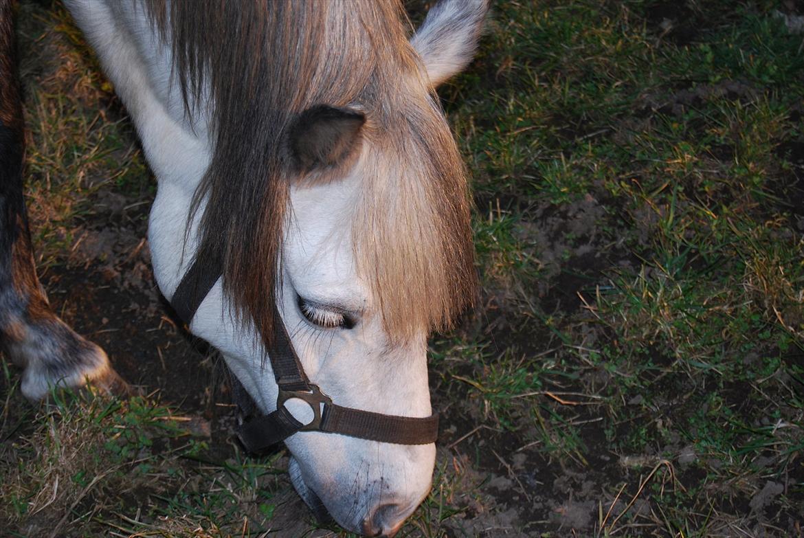 Welsh Pony af Cob-type (sec C) Musen - Musen spiser ;D billede 15