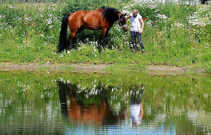 Arabisk fuldblod (OX) Til Minde om MVA Prince Vayu ox - photoshoot med Renee Julsgaard. D. 7 Juli 2011 billede 12