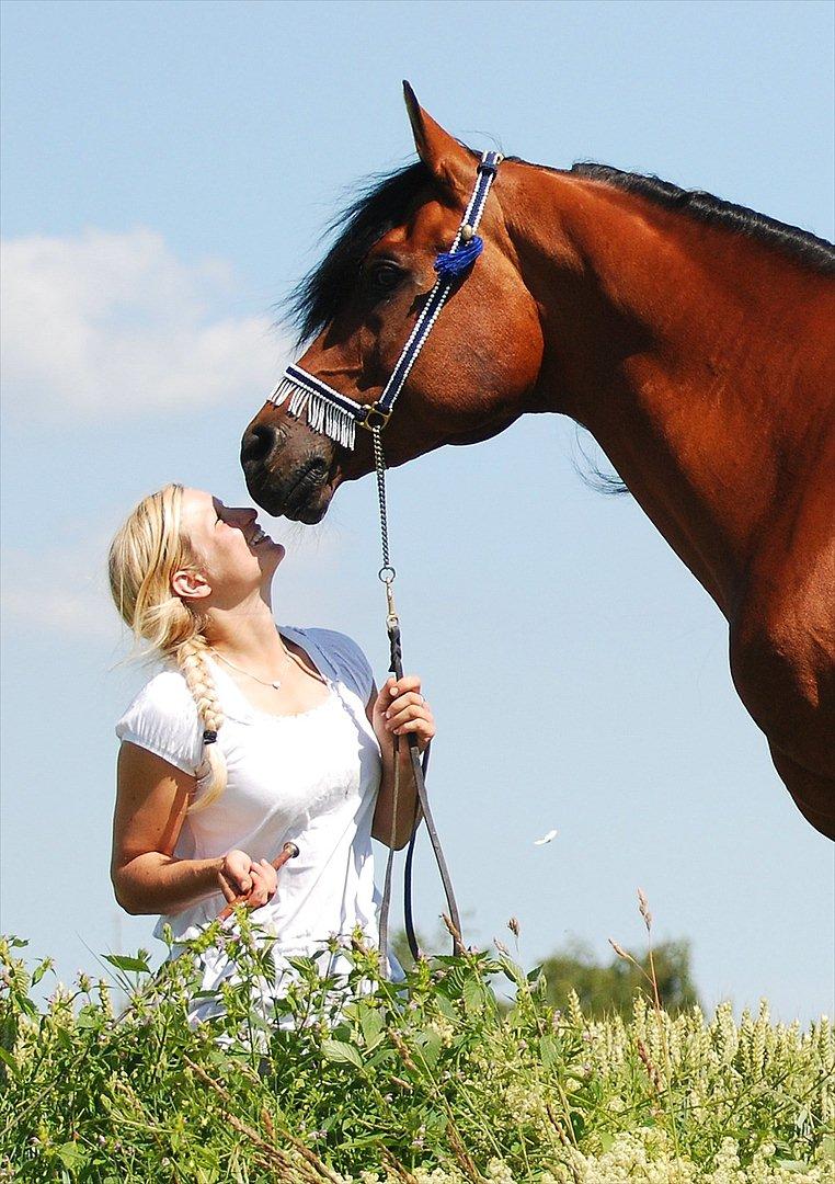 Arabisk fuldblod (OX) Til Minde om MVA Prince Vayu ox - Skønne, skønne dreng :-) photoshoot med Renee Julsgaard. D. 7 Juli 2011 billede 13