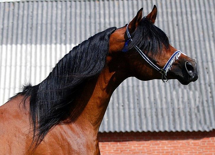 Arabisk fuldblod (OX) Til Minde om MVA Prince Vayu ox - photoshoot med Renee Julsgaard. D. 7 Juli 2011 billede 4