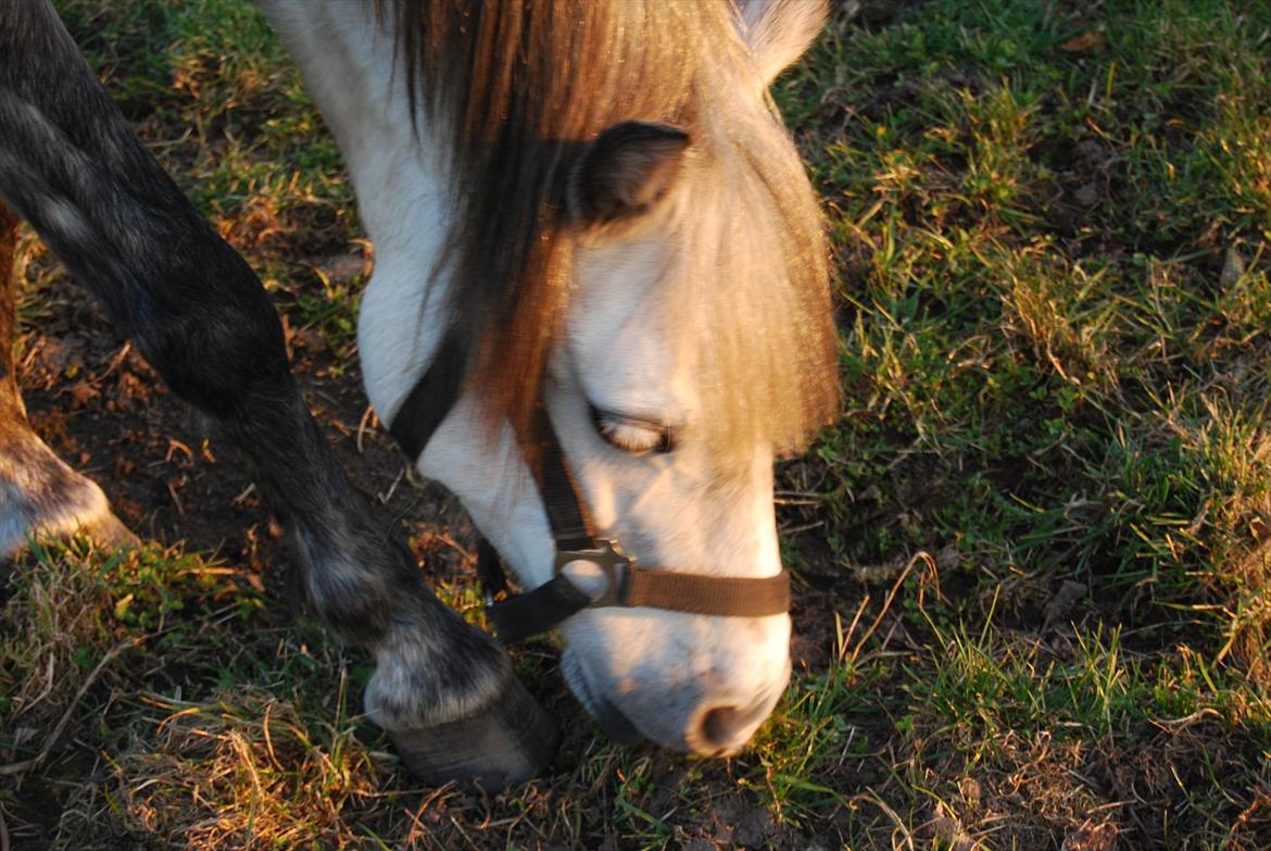 Welsh Pony af Cob-type (sec C) Musen - Græsssssss <3
 billede 16