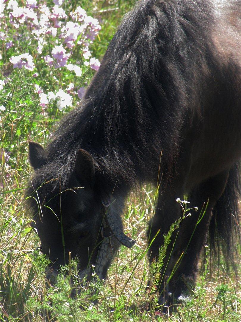 Shetlænder Tulle billede 2