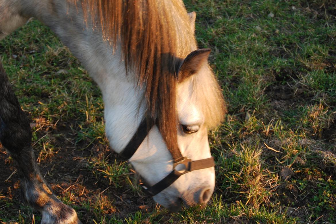 Welsh Pony af Cob-type (sec C) Musen - Musen hygger sig med græs :-] billede 17