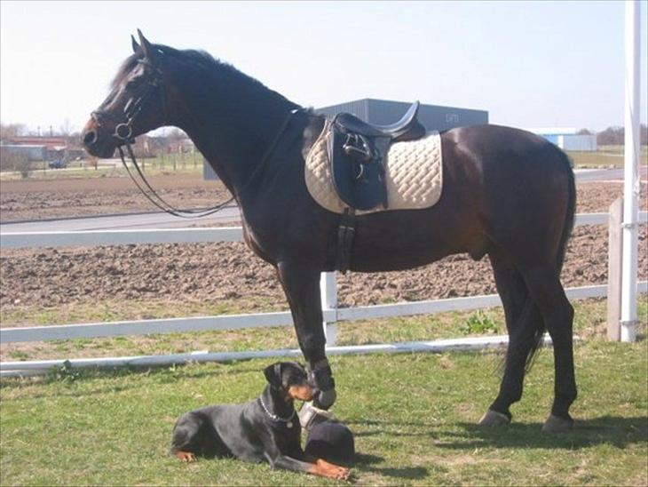 {{currentPhoto.altText}} billede {{currentPhoto.number}}