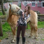 Haflinger Fritz  ( Smukkeste himmelpony<3 )