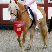 Haflinger Fritz  ( Smukkeste himmelpony<3 )