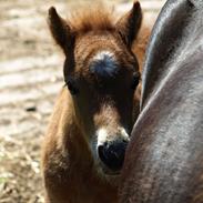 Shetlænder Sandgaardens Mazzaratti.